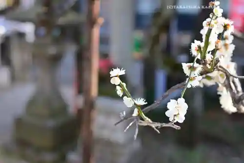 久富稲荷神社の自然