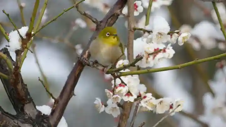 牛嶋天満宮の動物