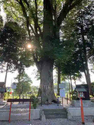 薬師寺八幡宮(栃木県)