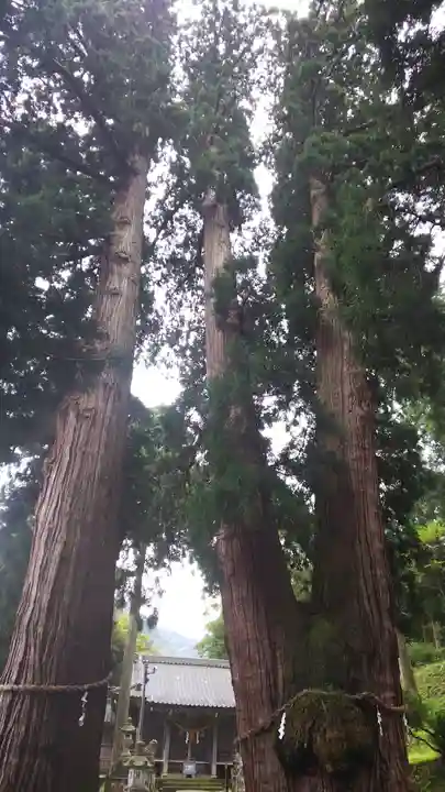 菅原神社の自然