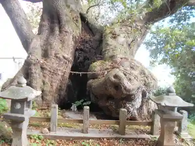 打越天満宮の自然