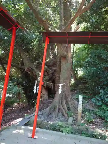 石清水八幡宮の自然