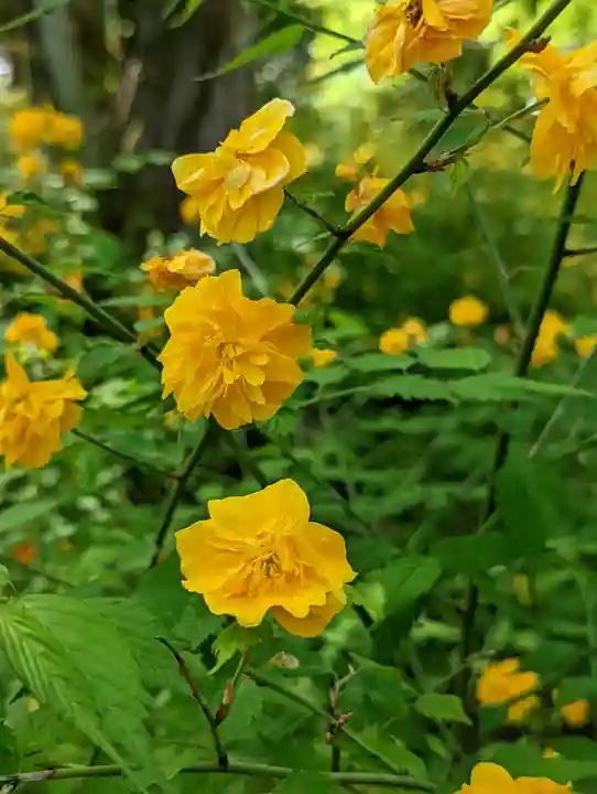 松尾大社(京都府)