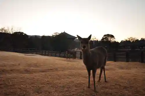 東大寺(奈良県)