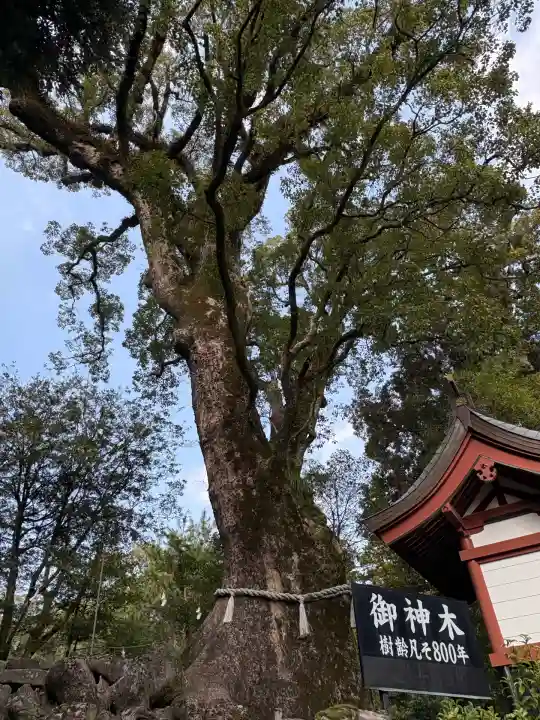 鹿児島神宮(鹿児島県)