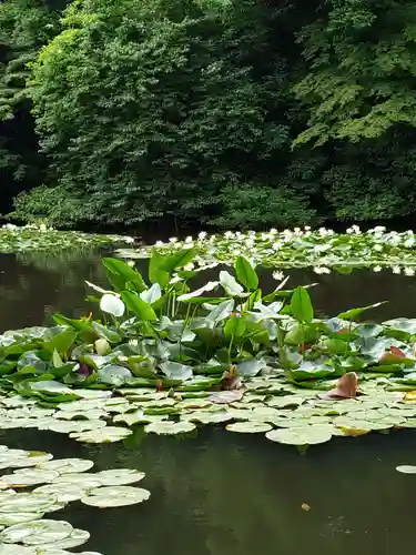 明治神宮の自然