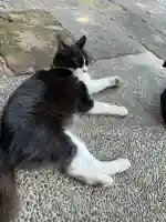 別所琴平神社(熊本県)