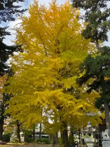 大宮神社の自然