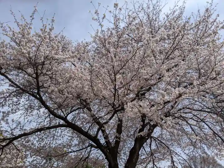 出雲大社相模分祠の自然