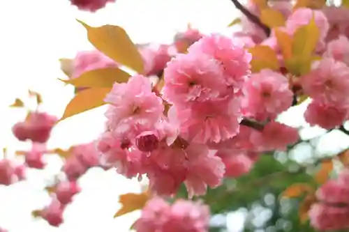 青葉神社の自然