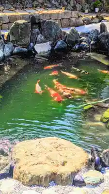 白金氷川神社の動物