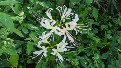 平野神社(京都府)