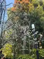 八坂神社(祇園さん)の{uncategorized: "未分類", other: "その他", undefined: "問題あり", building: "その他建物", grave: "お墓", sacred_gate: "鳥居", guardian: "狛犬", statue: "像", buddha: "仏像", history: "歴史", nature: "自然", garden: "庭園", animal: "動物", pagoda: "塔", temizu: "手水舎", mountain_gate: "山門・神門", sanctuary: "本殿・本堂", subordinate: "末社・摂社", art: "芸術", scenery: "景色", jizo: "地蔵", ema: "絵馬", goshuin: "御朱印", omikuji: "おみくじ", items: "授与品その他", amulet: "お守り", goshuincho: "御朱印帳", eats: "食事", festival: "お祭り", votive_dance: "神楽", shichigosan: "七五三参", wedding: "結婚式", experience: "体験その他", initially: "初詣", around: "周辺", anti_infection: "感染症対策"}