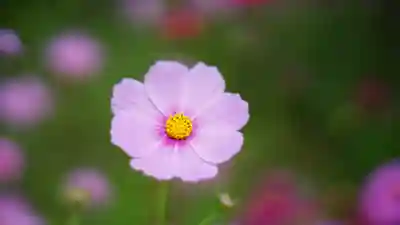 般若寺 ❁﻿コスモス寺❁(奈良県)