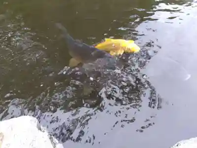 野坂神社(福井県)