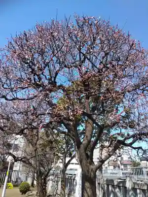 北野神社の自然