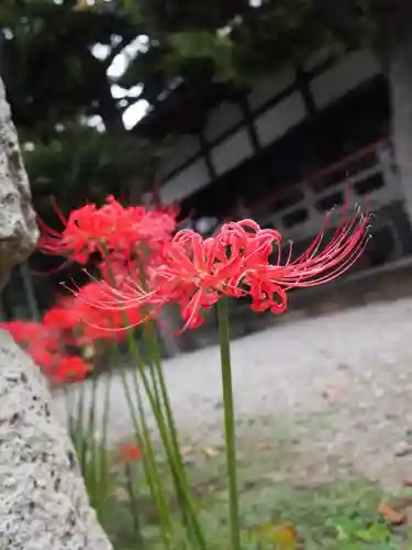 新井薬師（梅照院）の自然