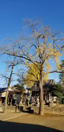 古新田稲荷神社の自然