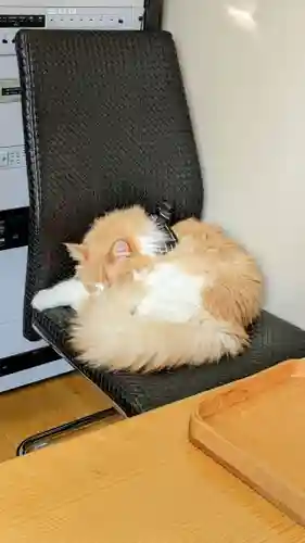 駒込妙義神社の動物