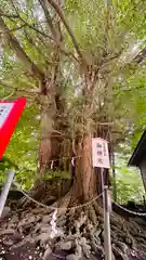 山寺日枝神社(山形県)