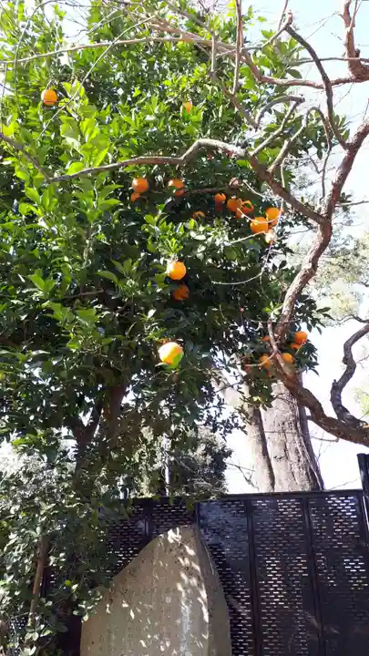 北野天満宮の自然