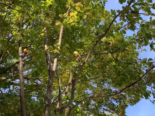 河合神社（鴨川合坐小社宅神社）の自然
