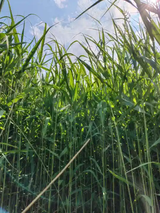 厚別神社(北海道)