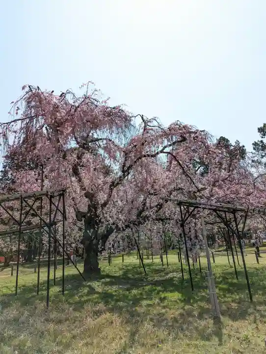 賀茂別雷神社(上賀茂神社)(京都府)