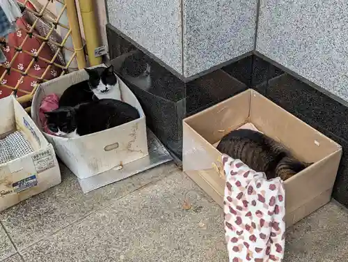 白金氷川神社の動物