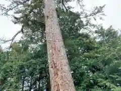 滑川神社 - 仕事と子どもの守り神の自然