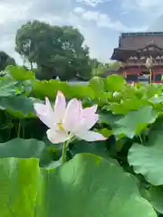 伊賀八幡宮(愛知県)