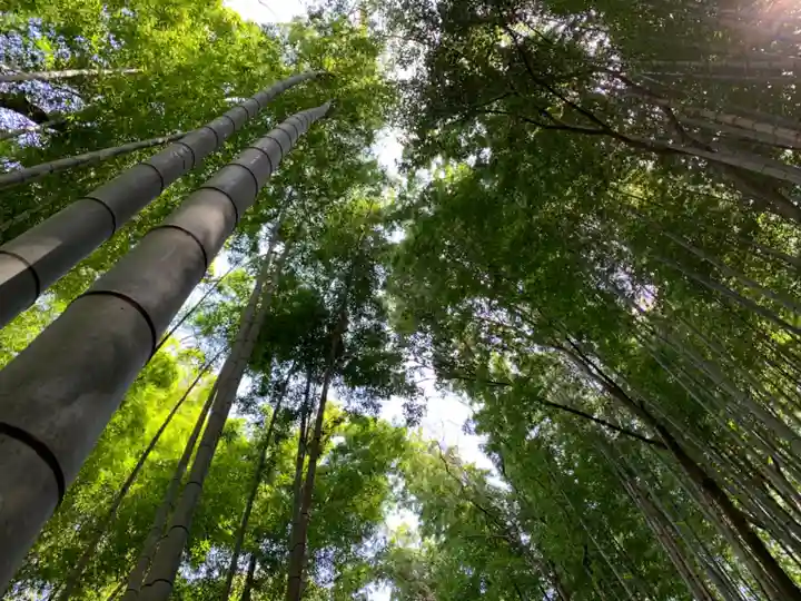 熊野神社の自然