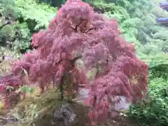 三室戸寺の自然