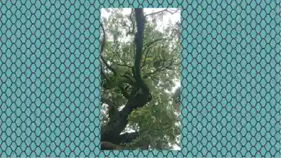 九重神社(埼玉県)