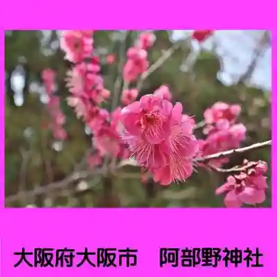 阿部野神社(大阪府)