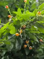 妙安寺(東京都)