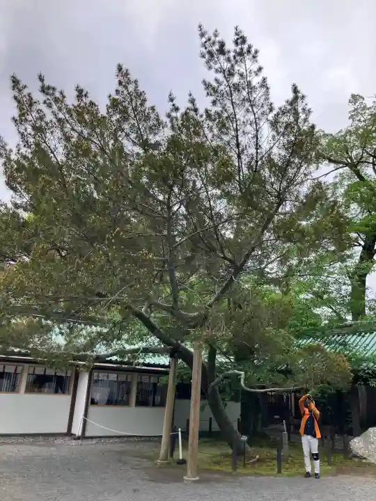 三嶋大社の{uncategorized: "未分類", other: "その他", undefined: "問題あり", building: "その他建物", grave: "お墓", sacred_gate: "鳥居", guardian: "狛犬", statue: "像", buddha: "仏像", history: "歴史", nature: "自然", garden: "庭園", animal: "動物", pagoda: "塔", temizu: "手水舎", mountain_gate: "山門・神門", sanctuary: "本殿・本堂", subordinate: "末社・摂社", art: "芸術", scenery: "景色", jizo: "地蔵", ema: "絵馬", goshuin: "御朱印", omikuji: "おみくじ", items: "授与品その他", amulet: "お守り", goshuincho: "御朱印帳", eats: "食事", festival: "お祭り", votive_dance: "神楽", shichigosan: "七五三参", wedding: "結婚式", experience: "体験その他", initially: "初詣", around: "周辺", anti_infection: "感染症対策"}