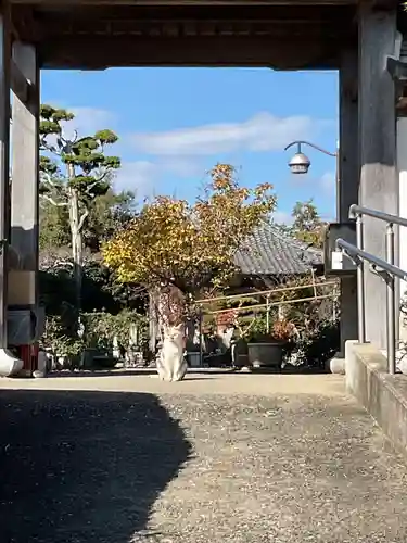 一心寺・一心禅寺の動物