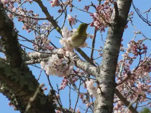 伊勢神宮内宮（皇大神宮）の動物