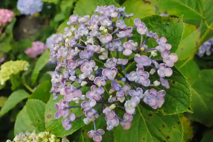 二本松寺(茨城県)