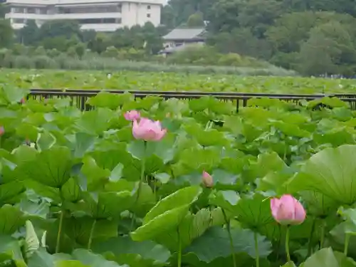 寛永寺不忍池弁天堂の庭園