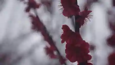 長岡天満宮(京都府)