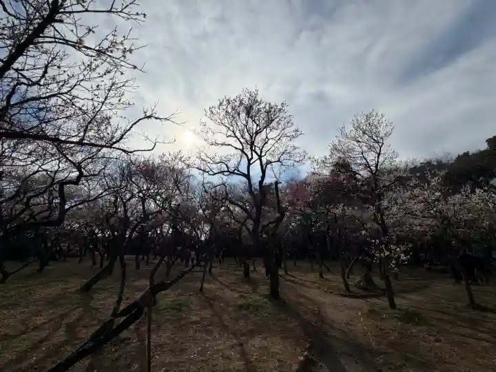 谷保天満宮の{uncategorized: "未分類", other: "その他", undefined: "問題あり", building: "その他建物", grave: "お墓", sacred_gate: "鳥居", guardian: "狛犬", statue: "像", buddha: "仏像", history: "歴史", nature: "自然", garden: "庭園", animal: "動物", pagoda: "塔", temizu: "手水舎", mountain_gate: "山門・神門", sanctuary: "本殿・本堂", subordinate: "末社・摂社", art: "芸術", scenery: "景色", jizo: "地蔵", ema: "絵馬", goshuin: "御朱印", omikuji: "おみくじ", items: "授与品その他", amulet: "お守り", goshuincho: "御朱印帳", eats: "食事", festival: "お祭り", votive_dance: "神楽", shichigosan: "七五三参", wedding: "結婚式", experience: "体験その他", initially: "初詣", around: "周辺", anti_infection: "感染症対策"}