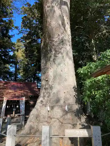 向田神社の自然