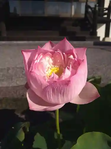 雨竜　専福寺(北海道)