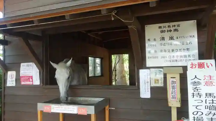 鹿児島神宮(鹿児島県)