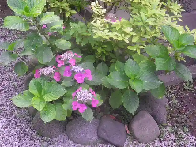 御霊神社の自然