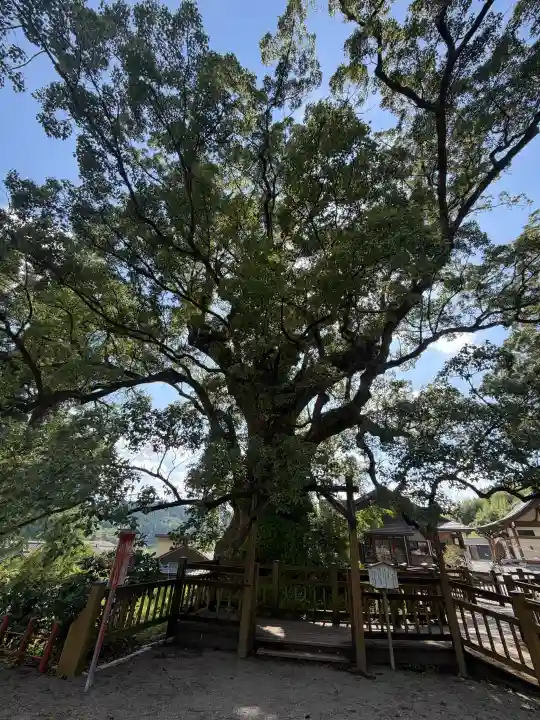 蒲生八幡神社(鹿児島県)