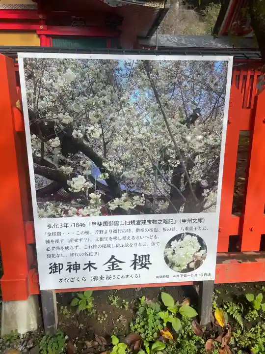 金櫻神社(山梨県)