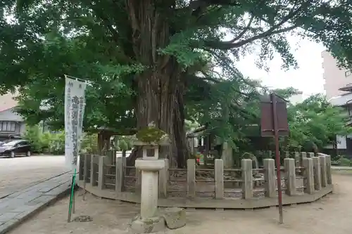 飛騨国分寺の自然